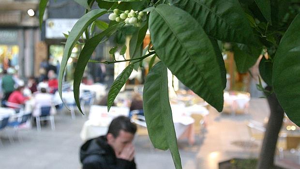 Un joven estornuda a su paso por un naranjo en flor