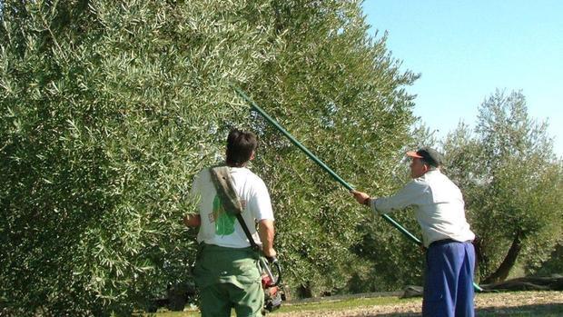 Explotación de olivar en Córdoba