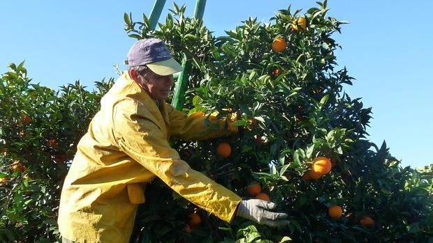 Recogida de la naranja en una explotación de Palma del Río