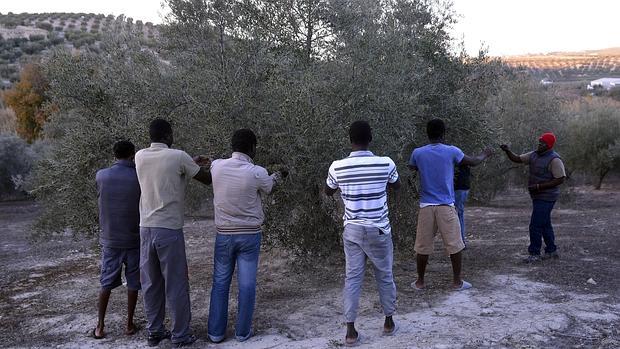 Temporeros extranjeros en un olivar de Baena