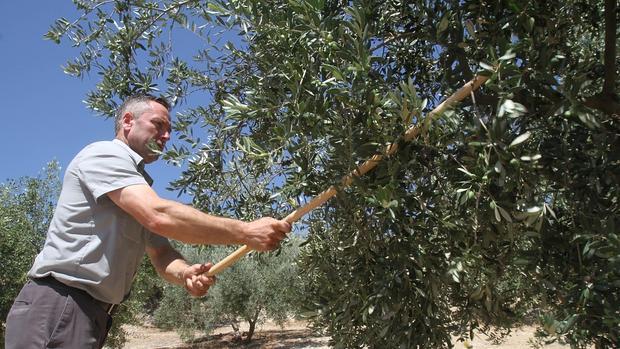 Recogida de la aceituna en Priego