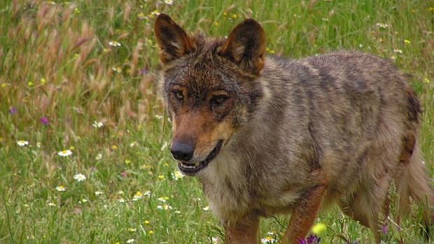 El lobo es uno de los depredadores más voraces que existen