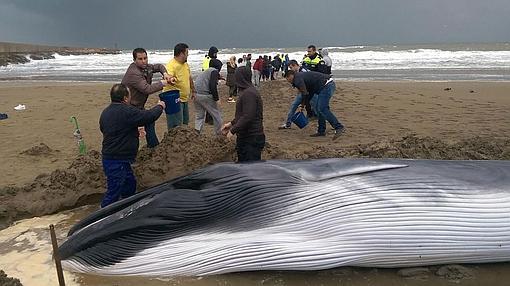 La ballena varada en la playa de Ayamonte