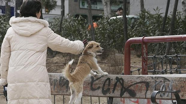 El ADN de los perros, clave para evitar el incivismo de algunos dueños