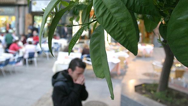 Un joven alérgico estornuda frente a un naranjo en flor