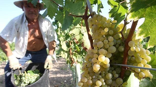 Un agricultor, en plena tarea de vendimia