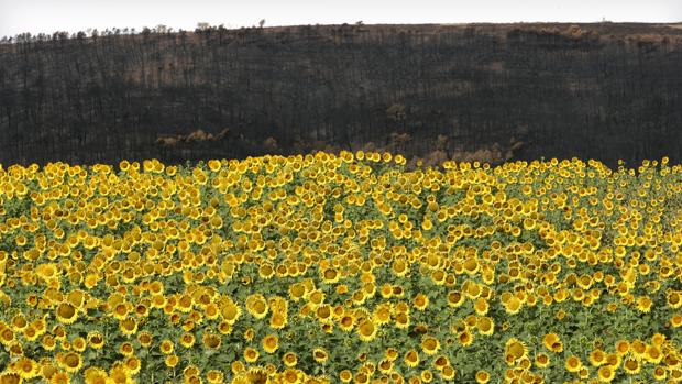 En Andalucía se han asegurado 123.000 hectáreas de girasol