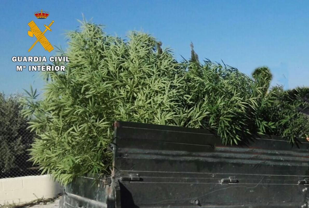 La marihuana intervenida ha arrojado un peso de más de 15 kilos tras su deshoje y despalillo