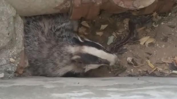 Liberan a un tejón atrapado en una arqueta