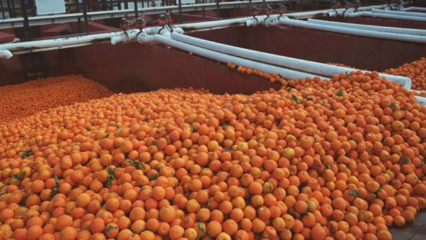 Naranjas recogidas durante la campaña en una fábrica de zumo