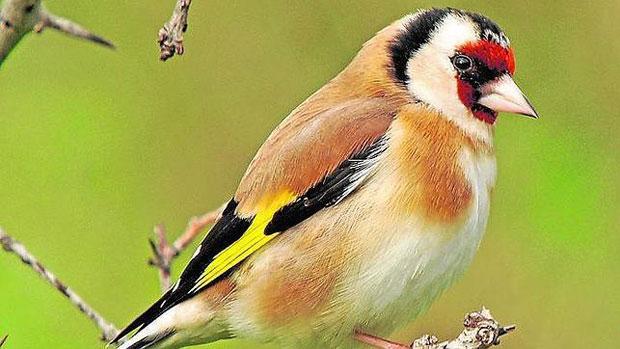 La intervención de las aves se ha llevado a cabo el pasado fin de semana