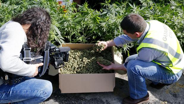 Un agente de la Guardia Civil junto a una plantación de marihuana descubierta