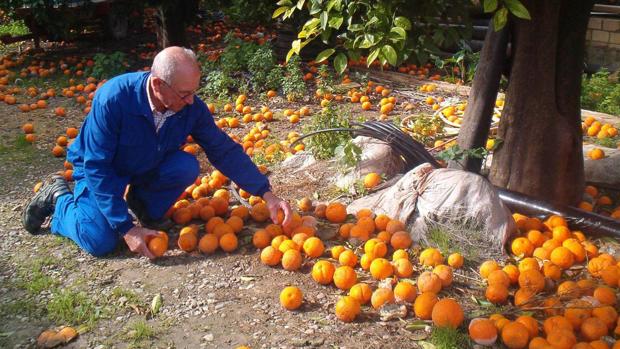 Un agricultor recoge y selecciona las naranjas en Palma del Río