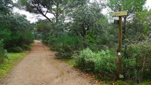 Encinas y alcornoques serán algunas de las especies vegetales más comunes que observaremos durante el recorrido