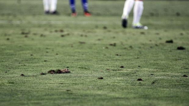 Estado del césped, con múltiples huecos, durante el choque ante el Tenerife