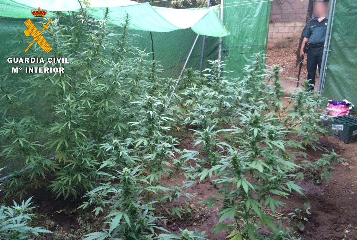 Imagen de las plantas de marihuana incautadas