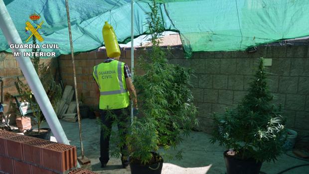 Plantación de marihuana encontrada en Adamuz