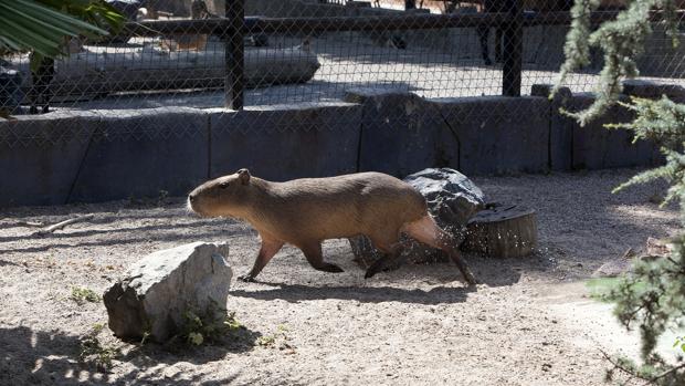 ¿Vale el zoo de Córdoba lo que cuesta?