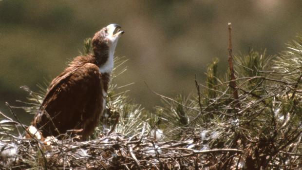 Una de estas aves rapaces en peligro de extinción en su nido