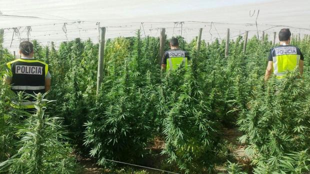 La Policía desmantela un invernadero de droga en Alcolea