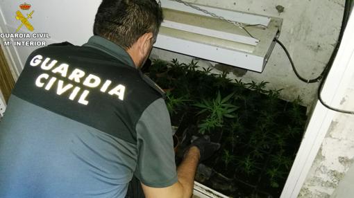 Parte de las plantas que se localizaron en Lucena y La Carlota