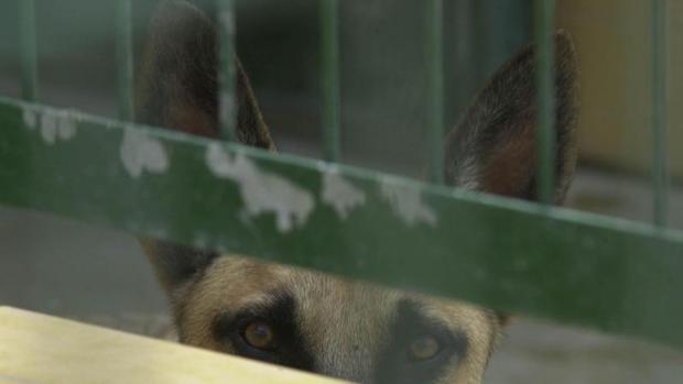 Un perro detrás de la reja de una perrera