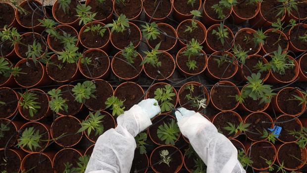 Un científico analiza una plantación de cannabis