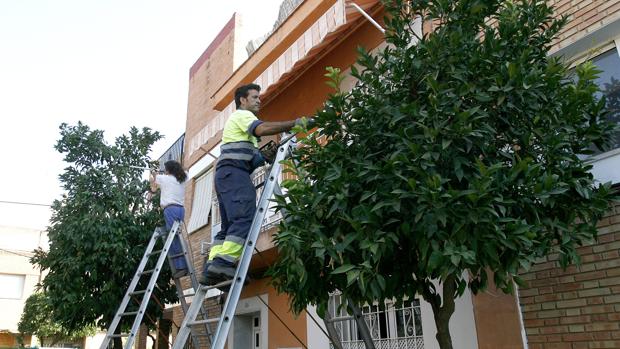 Persona del Ayuntameinto encargado de las zonas verdes de Córdoba