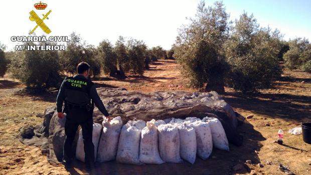 Los 176 sacos de aceituna encontrados y recuperados por la Guardia Civil