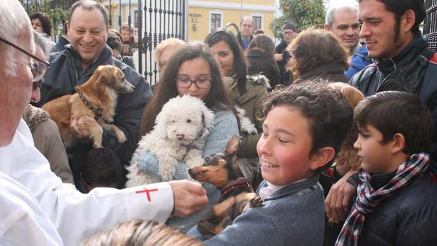 Los animales, feligreses por un día