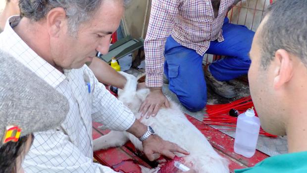 El veterinario Andrés Muñoz cura a un perro tras una montería