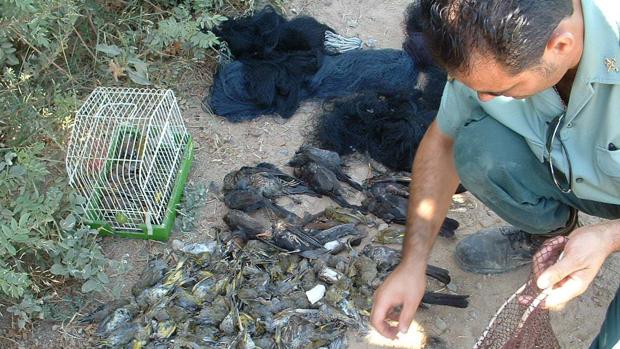 Un agente de la Guardia Civil requisa pájaros cazados de forma ilegal