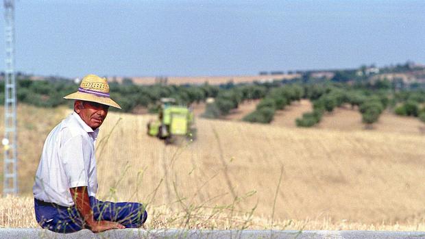 Un agricultor en un campo de cereales junto a su cosechadora