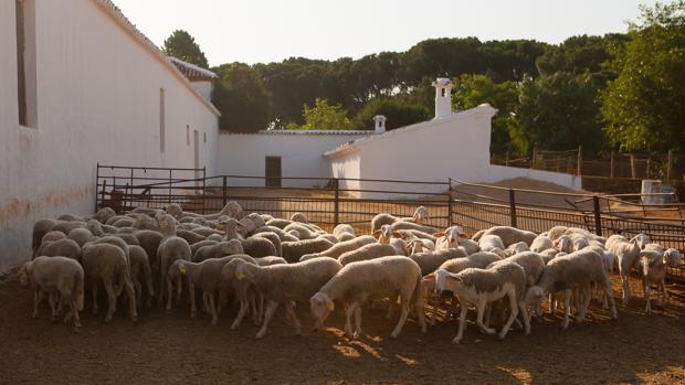 El sector ovino reivindica más protagonismo en la comarca de Los Pedroches