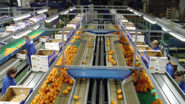 Cadena de envasado de naranjas en la provincia de Córdoba