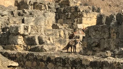 Medina Azahara, goteras en plena carrera hacia la Unesco