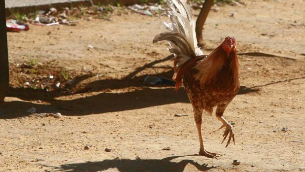 Los gallos de pelea podrían acabar en reñideros ilegales