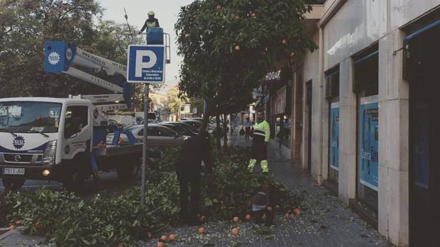 Operarios podan un naranjo con la acera repleta de flor de azahar