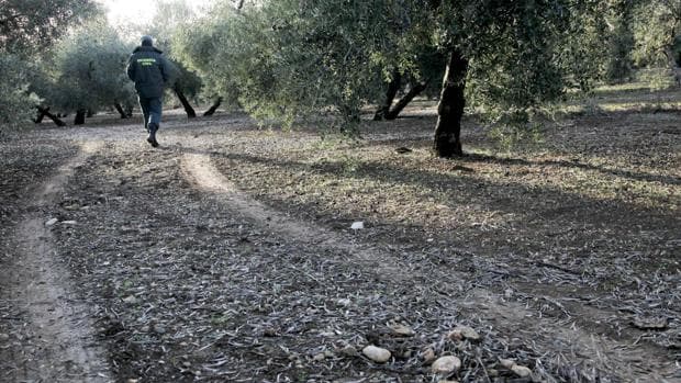 Un guardia civil realiza labores de inspección en un olivar de Córdoba