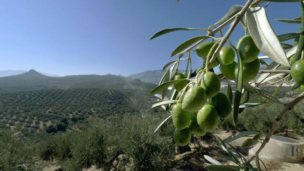 El olivar sigue siendo el pilar fundamental de la producción agraria en Córdoba