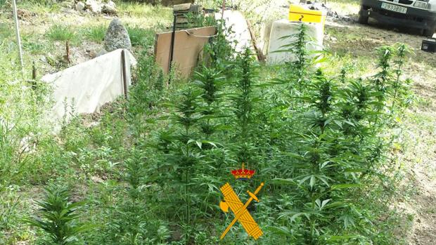 Plantas de marihuana que fueron aprehendidas por la Guardia Civil