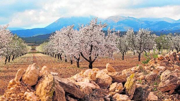 Una explotación de almendros en floración