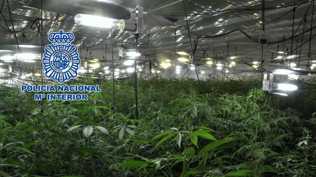 La Policía Nacional se incauta en Lucena de más de 650 plantas de marihuana
