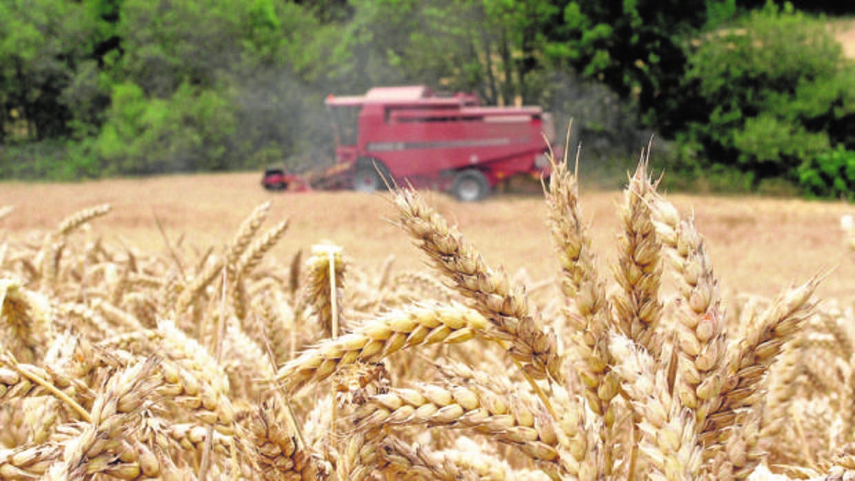 Campo de cereal junto a una máquina cosechadora