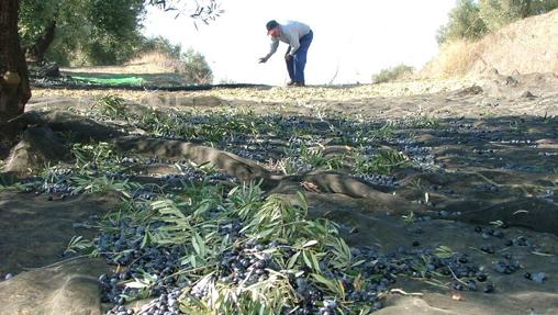 El campo cordobés estará pendiente de la negociación de la PAC 2020