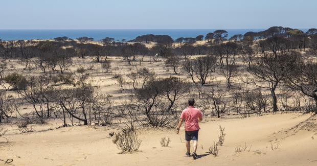 Cuesta Maleni, en Mazagón, arrasada por el fuego