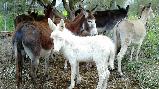 Los burros-bomberos que se ofrecen para salvar Doñana de próximos incendios