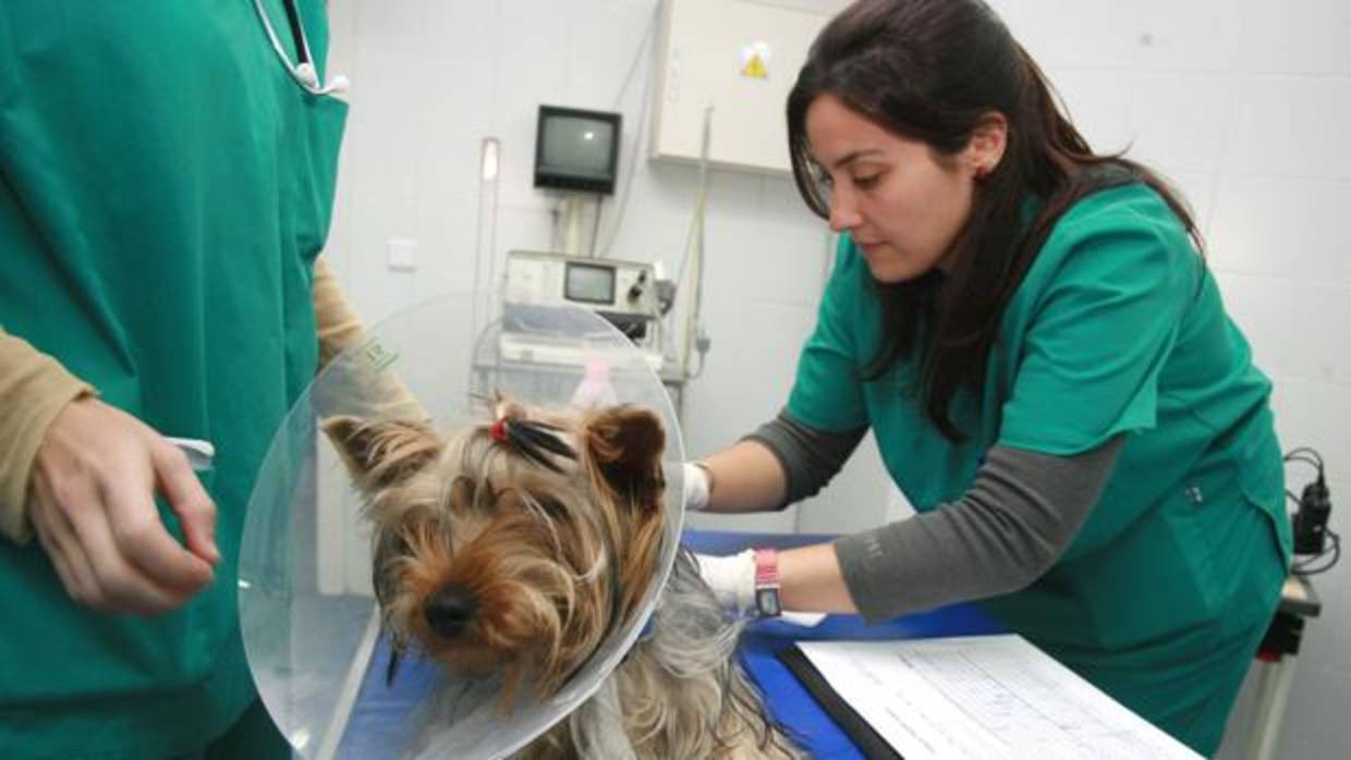 Hospital Clínico Veterinario de la UCO en Rabanales