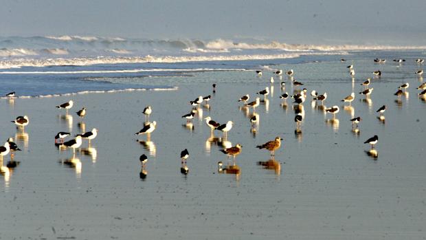 Aves en el Parque Natural de Doñana