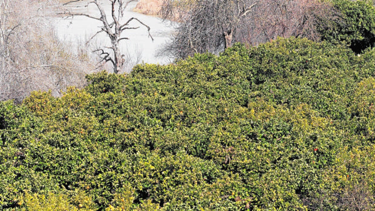 Área de cultivo a la entrada de Palma del Río